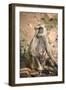 Gray Langurs (Hanuman Langurs) (Langur Monkey) (Semnopithecus Entellus)-Janette Hill-Framed Photographic Print