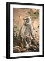 Gray Langurs (Hanuman Langurs) (Langur Monkey) (Semnopithecus Entellus)-Janette Hill-Framed Photographic Print