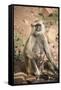 Gray Langurs (Hanuman Langurs) (Langur Monkey) (Semnopithecus Entellus)-Janette Hill-Framed Stretched Canvas