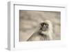 Gray Langurs (Hanuman Langurs) (Langur Monkey) (Semnopithecus Entellus)-Janette Hill-Framed Photographic Print