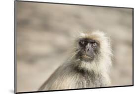 Gray Langurs (Hanuman Langurs) (Langur Monkey) (Semnopithecus Entellus)-Janette Hill-Mounted Photographic Print