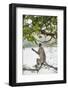 Gray Langurs (Hanuman Langurs) (Langur Monkey) (Semnopithecus Entellus)-Janette Hill-Framed Photographic Print