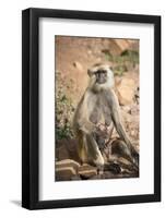 Gray Langurs (Hanuman Langurs) (Langur Monkey) (Semnopithecus Entellus)-Janette Hill-Framed Photographic Print