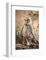 Gray Langurs (Hanuman Langurs) (Langur Monkey) (Semnopithecus Entellus)-Janette Hill-Framed Photographic Print