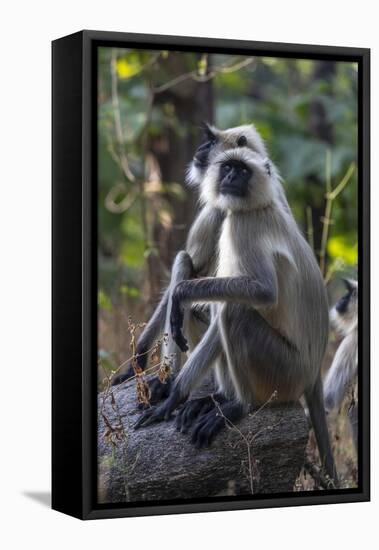 Gray langurs, Madhya Pradesh, India-Art Wolfe Wolfe-Framed Stretched Canvas