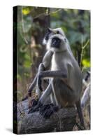 Gray langurs, Madhya Pradesh, India-Art Wolfe Wolfe-Stretched Canvas