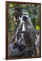 Gray langurs, Madhya Pradesh, India-Art Wolfe Wolfe-Framed Photographic Print