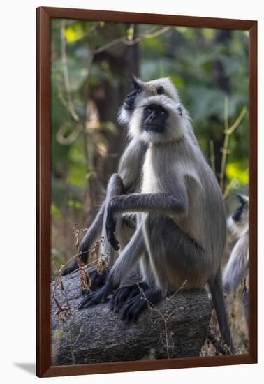 Gray langurs, Madhya Pradesh, India-Art Wolfe Wolfe-Framed Photographic Print