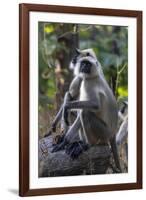 Gray langurs, Madhya Pradesh, India-Art Wolfe Wolfe-Framed Photographic Print