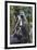 Gray langurs, Madhya Pradesh, India-Art Wolfe Wolfe-Framed Photographic Print