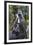 Gray langurs, Madhya Pradesh, India-Art Wolfe Wolfe-Framed Photographic Print