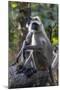Gray langurs, Madhya Pradesh, India-Art Wolfe Wolfe-Mounted Photographic Print