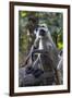 Gray langurs, Madhya Pradesh, India-Art Wolfe Wolfe-Framed Premium Photographic Print