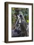 Gray langurs, Madhya Pradesh, India-Art Wolfe Wolfe-Framed Photographic Print