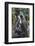 Gray langurs, Madhya Pradesh, India-Art Wolfe Wolfe-Framed Photographic Print