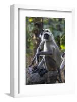 Gray langurs, Madhya Pradesh, India-Art Wolfe Wolfe-Framed Photographic Print