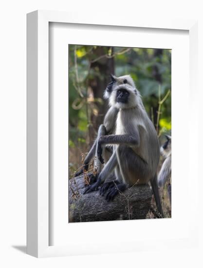 Gray langurs, Madhya Pradesh, India-Art Wolfe Wolfe-Framed Photographic Print