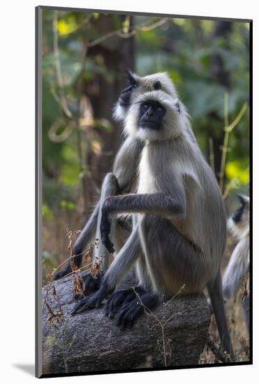 Gray langurs, Madhya Pradesh, India-Art Wolfe Wolfe-Mounted Photographic Print