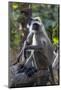 Gray langurs, Madhya Pradesh, India-Art Wolfe Wolfe-Mounted Photographic Print