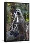 Gray langurs, Madhya Pradesh, India-Art Wolfe Wolfe-Framed Stretched Canvas