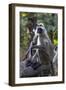 Gray langurs, Madhya Pradesh, India-Art Wolfe Wolfe-Framed Photographic Print