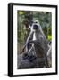 Gray langurs, Madhya Pradesh, India-Art Wolfe Wolfe-Framed Photographic Print