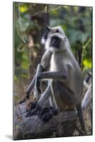 Gray langurs, Madhya Pradesh, India-Art Wolfe Wolfe-Mounted Photographic Print