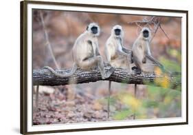 Gray Langurs on Tree-null-Framed Premium Giclee Print