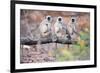 Gray Langurs on Tree-null-Framed Premium Giclee Print