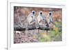 Gray Langurs on Tree-null-Framed Premium Giclee Print