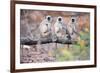 Gray Langurs on Tree-null-Framed Premium Giclee Print