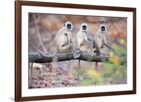 Gray Langurs on Tree-null-Framed Premium Giclee Print