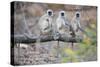 Gray Langurs Perched on Tree Limb-Theo Allofs-Stretched Canvas