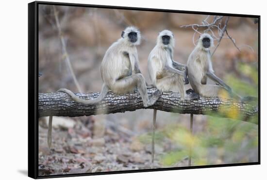 Gray Langurs Perched on Tree Limb-Theo Allofs-Framed Stretched Canvas