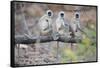 Gray Langurs Perched on Tree Limb-Theo Allofs-Framed Stretched Canvas