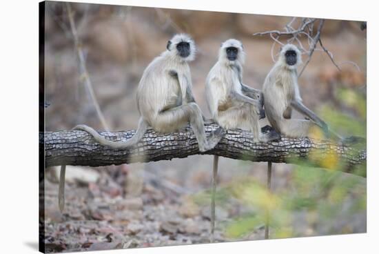 Gray Langurs Perched on Tree Limb-Theo Allofs-Stretched Canvas