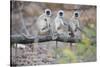 Gray Langurs Perched on Tree Limb-Theo Allofs-Stretched Canvas