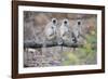 Gray Langurs Perched on Tree Limb-Theo Allofs-Framed Photographic Print