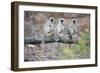Gray Langurs Perched on Tree Limb-Theo Allofs-Framed Photographic Print