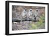 Gray Langurs Perched on Tree Limb-Theo Allofs-Framed Photographic Print