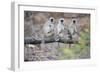 Gray Langurs Perched on Tree Limb-Theo Allofs-Framed Photographic Print