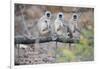 Gray Langurs Perched on Tree Limb-Theo Allofs-Framed Photographic Print