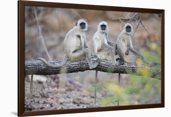 Gray Langurs Perched on Tree Limb-Theo Allofs-Framed Photographic Print