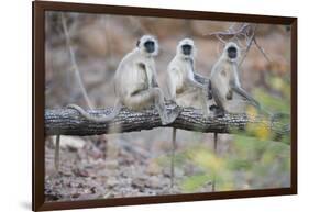 Gray Langurs Perched on Tree Limb-Theo Allofs-Framed Photographic Print