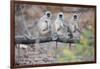 Gray Langurs Perched on Tree Limb-Theo Allofs-Framed Photographic Print