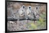 Gray Langurs Perched on Tree Limb-Theo Allofs-Framed Photographic Print