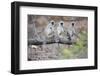 Gray Langurs Perched on Tree Limb-Theo Allofs-Framed Photographic Print