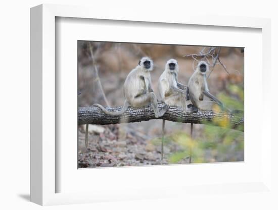 Gray Langurs Perched on Tree Limb-Theo Allofs-Framed Photographic Print