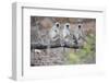 Gray Langurs Perched on Tree Limb-Theo Allofs-Framed Photographic Print