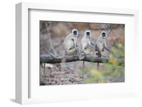 Gray Langurs Perched on Tree Limb-Theo Allofs-Framed Photographic Print